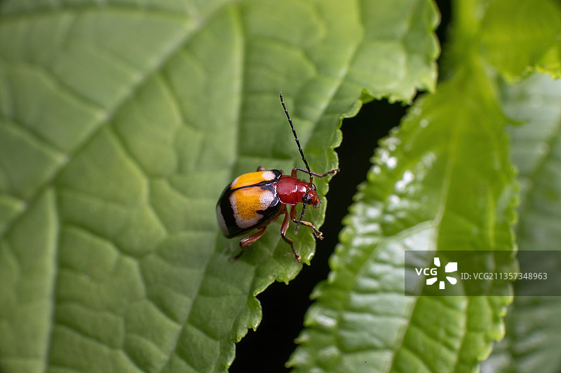重庆四面山生态——叶甲图片素材