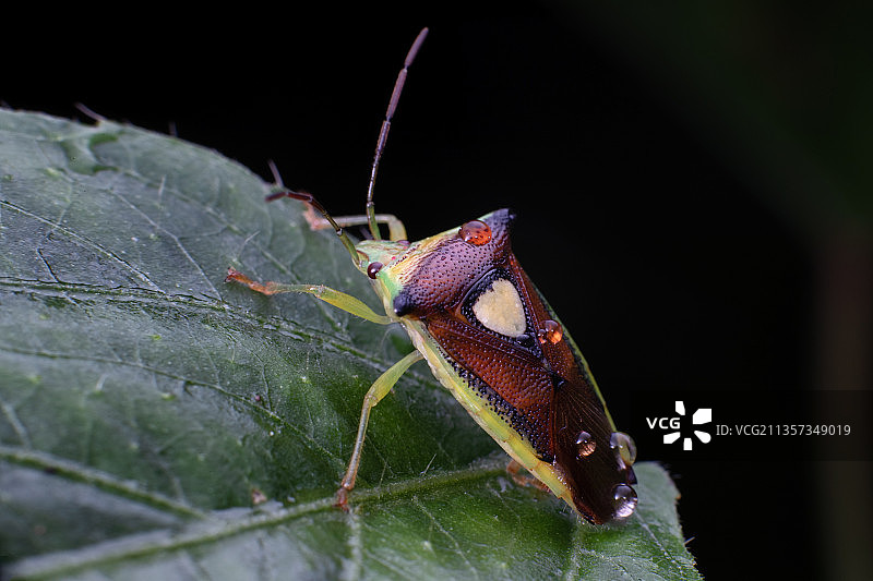 重庆四面山生态——蝽图片素材