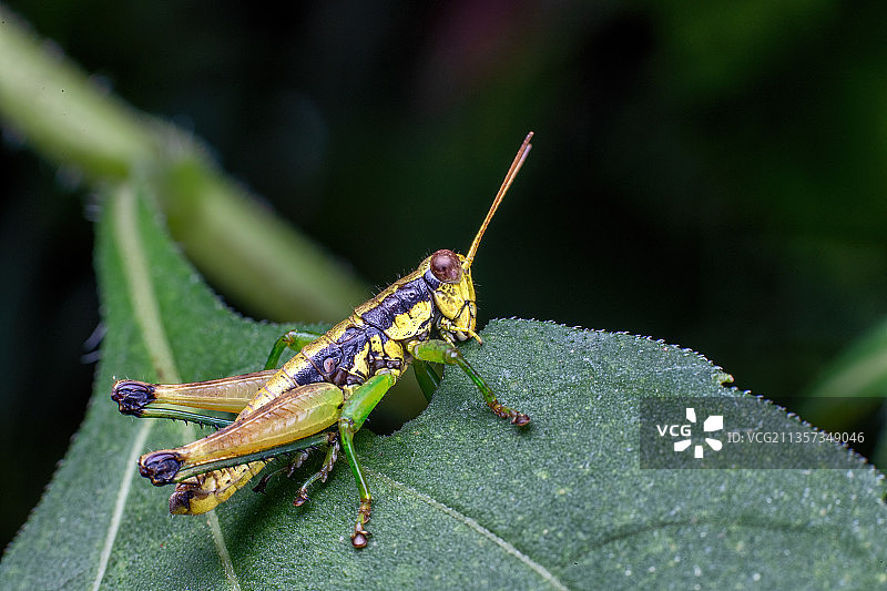 重庆四面山生态——蝈蝈图片素材