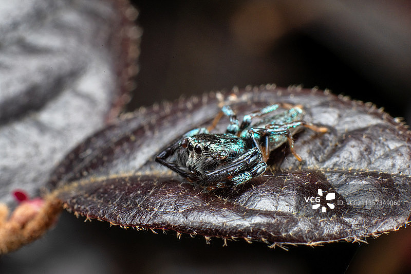重庆四面山生态——跳蛛图片素材