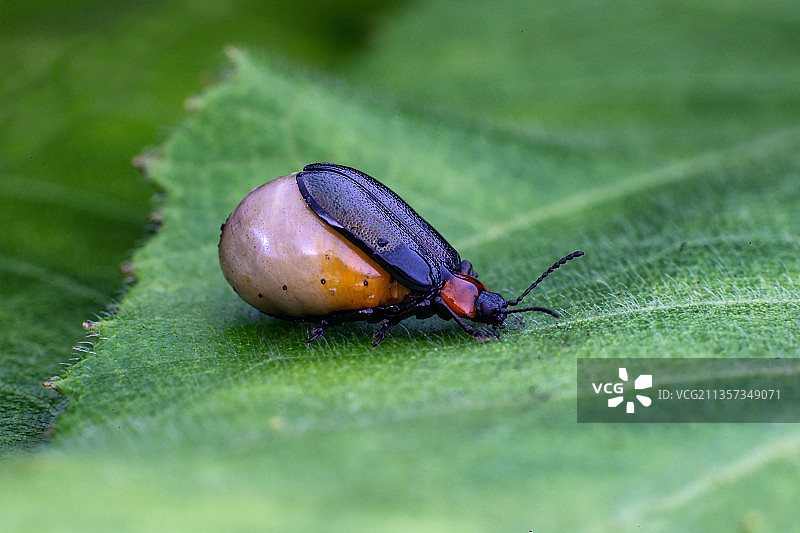 重庆四面山生态——叶甲图片素材