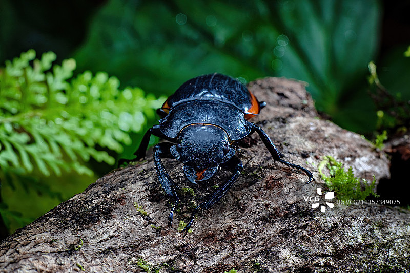 重庆四面山生态——锹形虫图片素材