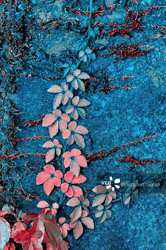 重庆四面山生态——植物图片素材