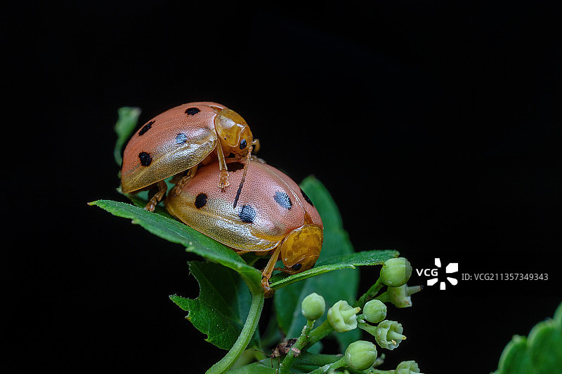 重庆四面山生态——瓢虫图片素材