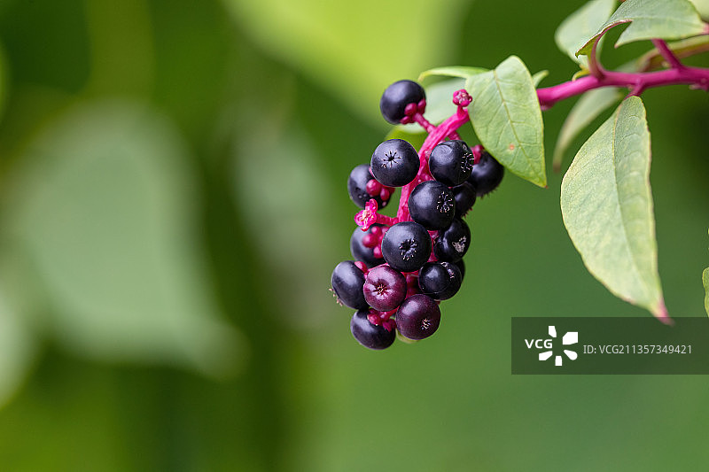 重庆乡村风光-垂序商陆图片素材