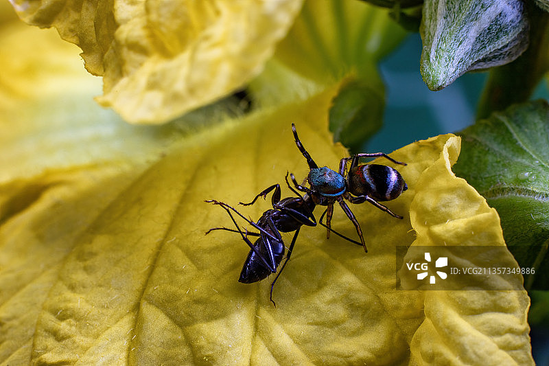 重庆乡村生态——蚂蚁图片素材