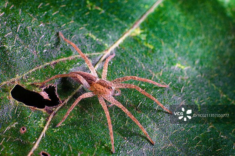 重庆乡村生态——蜘蛛图片素材