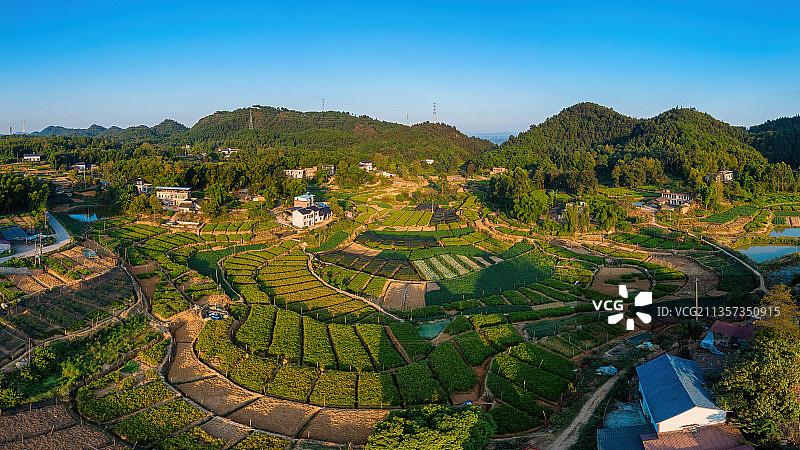 重庆江津洞子姜生产基地图片素材