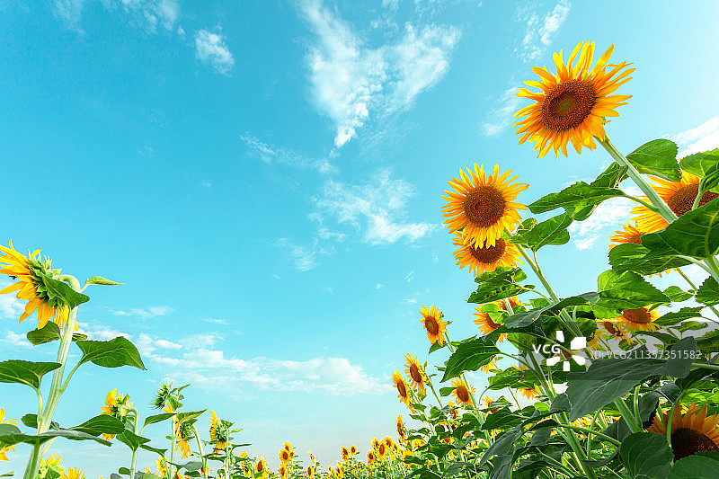 向日葵图片素材