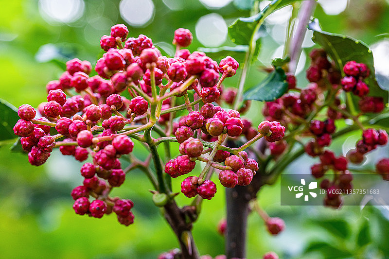 豫西山区即将成熟的无刺花椒图片素材