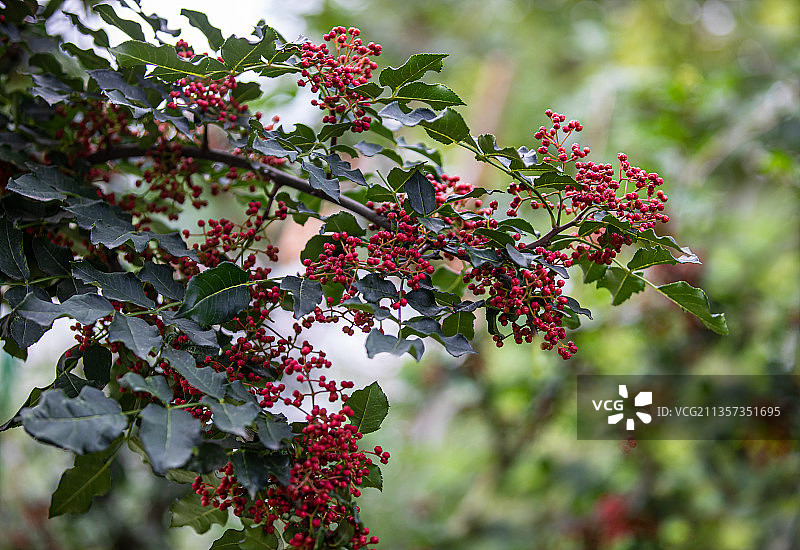 豫西山区即将成熟的无刺花椒图片素材