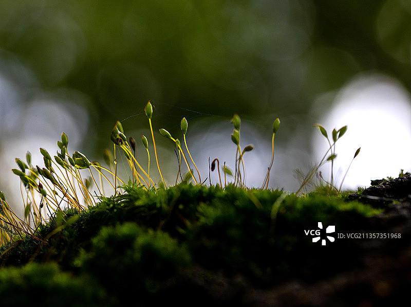 弱光下的苔藓植物图片素材