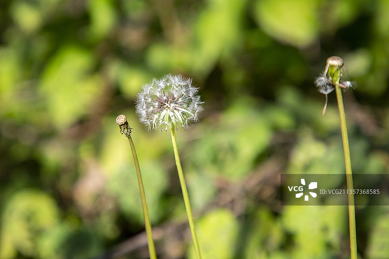 蒲公英种子图片素材
