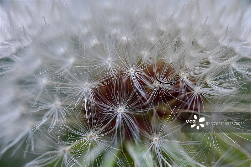 自然界野生植物形态美图图片素材