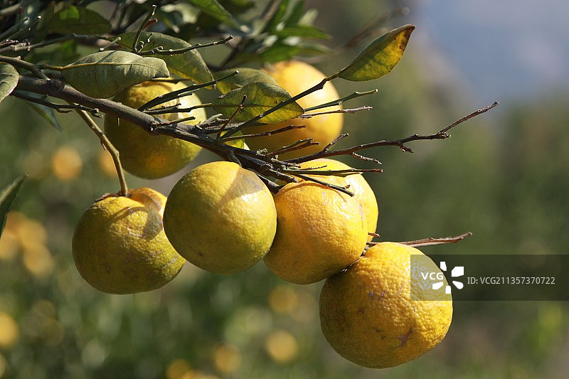 水果瓯柑图片素材