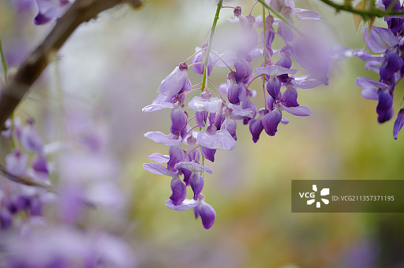紫藤花图片素材