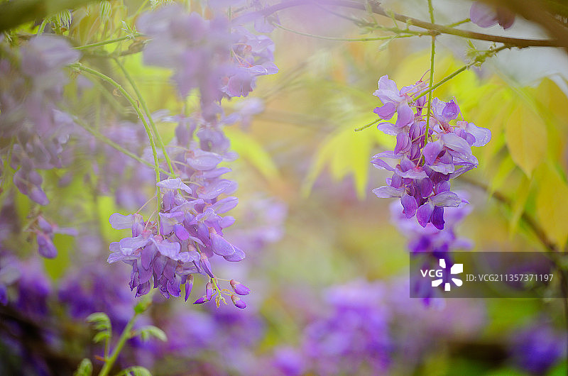 紫藤花图片素材