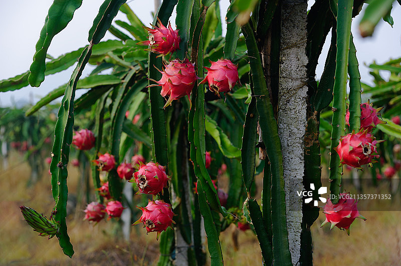 火龙果图片素材