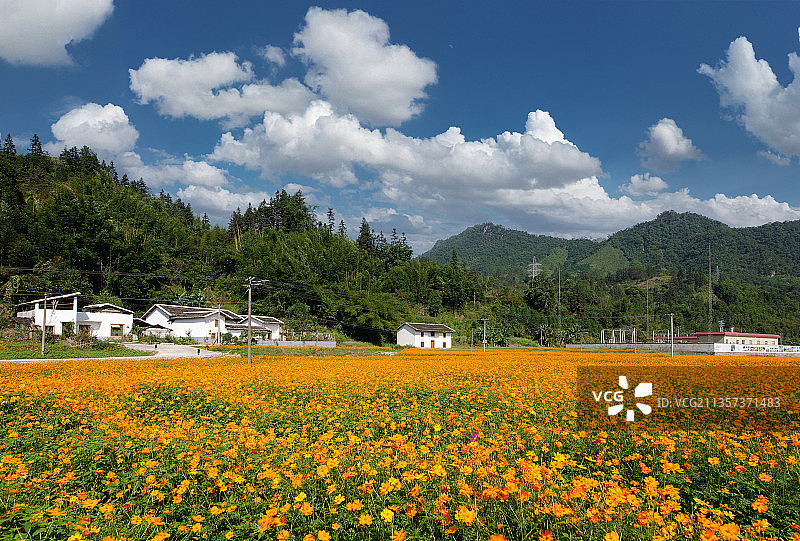 新农村花海图片素材