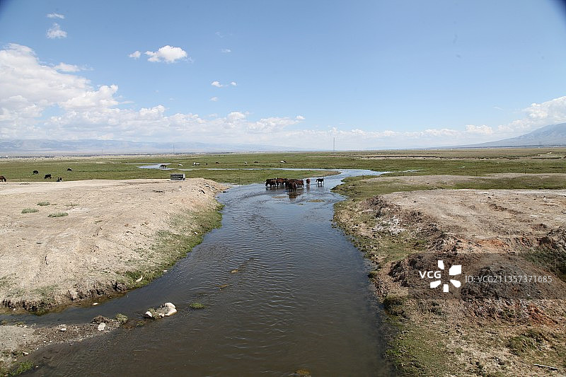 新疆巴里坤：草原上的骏马图片素材
