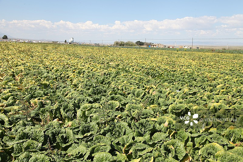 新疆哈密：大田卷心菜图片素材