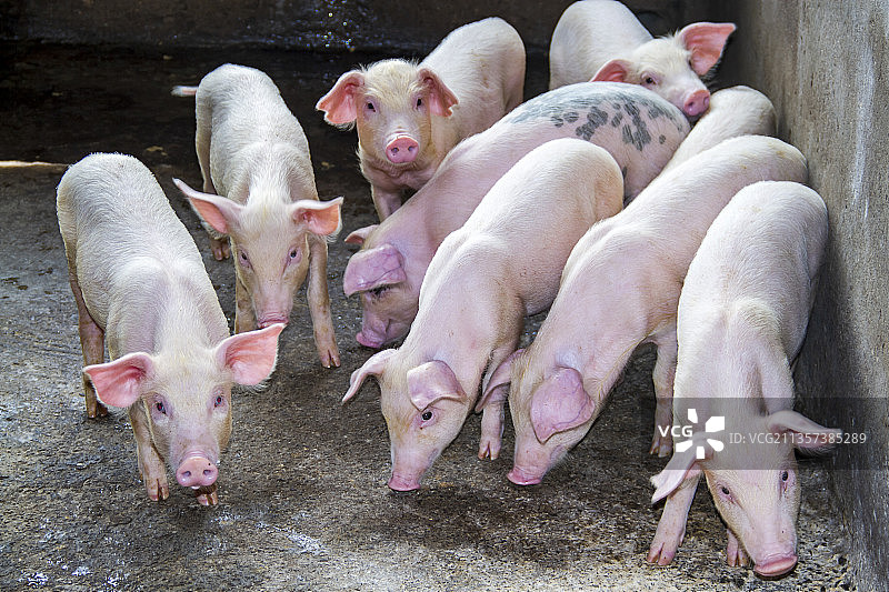 小猪仔图片素材