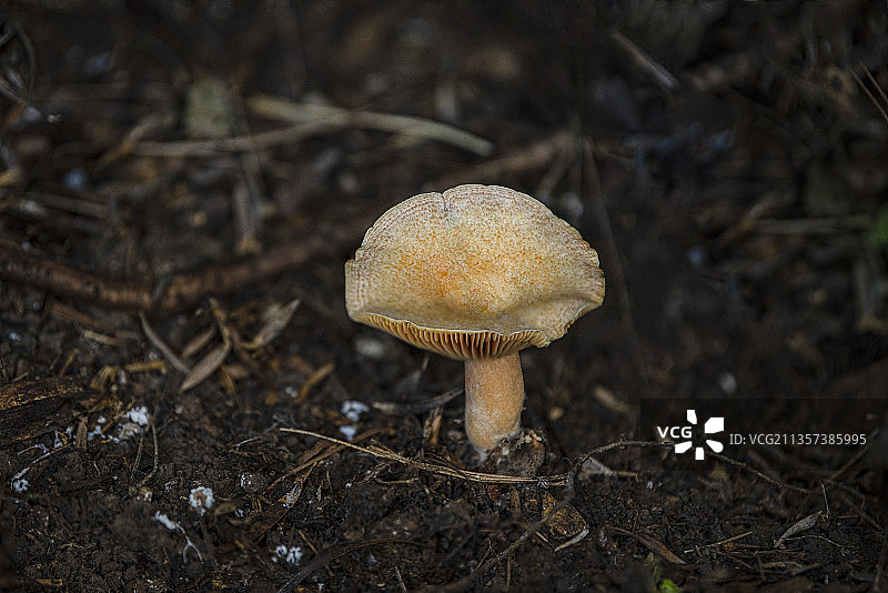 野生蘑菇：松树菌图片素材