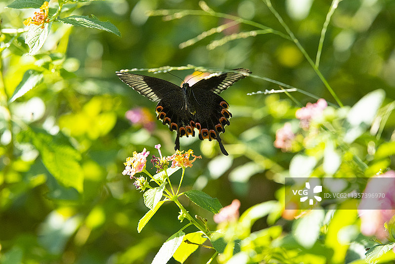 碧凤蝶图片素材