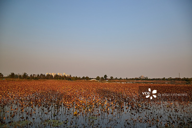 芜湖市三山区西湖湿地公园图片素材