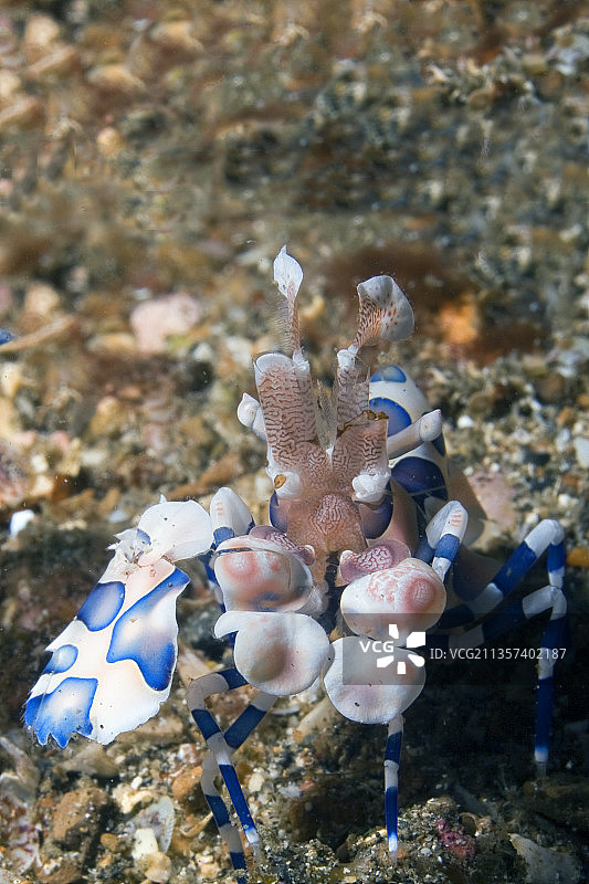 丑角虾图片素材