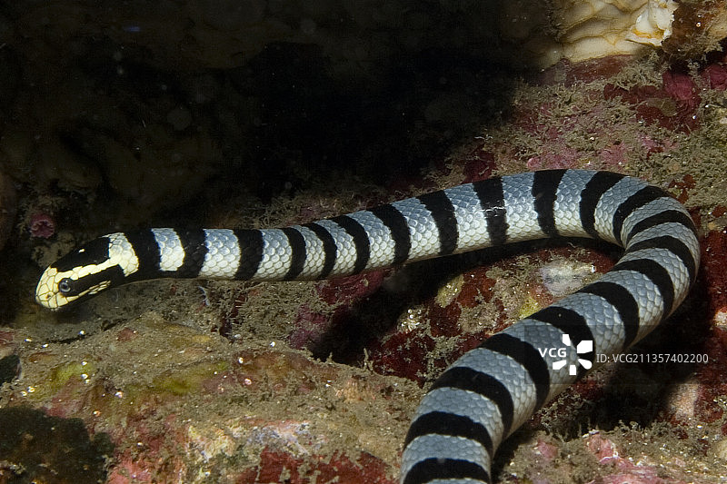 带状海蛇特写图片素材
