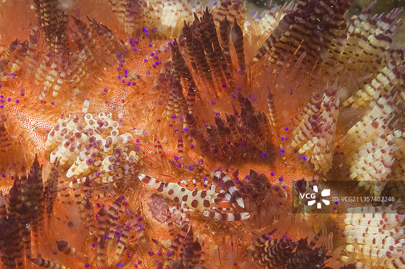 科尔曼虾在多变的火焰海胆中图片素材