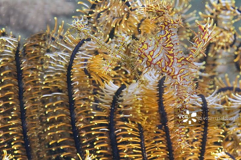 海百合中伪装的一对华丽幽灵海龙图片素材