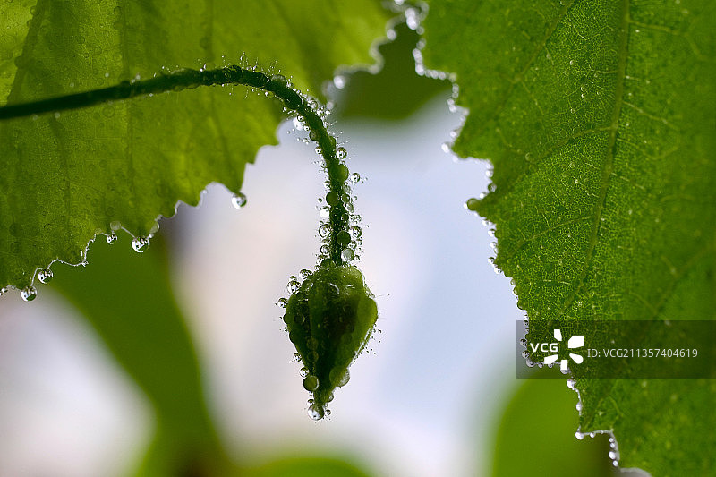 沾满露珠的花蕾图片素材