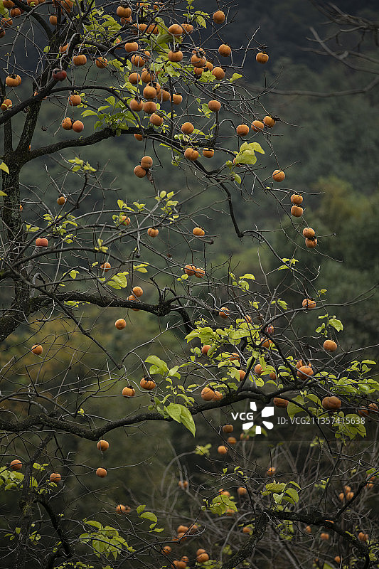 柿子树图片素材