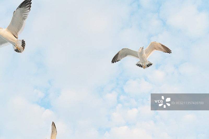 蓝天中自由翱翔的海鸥图片素材