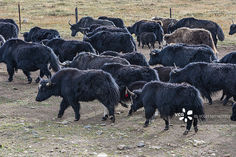 牦牛 牦牛群图片素材