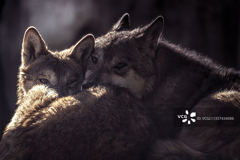 相依的狼图片素材