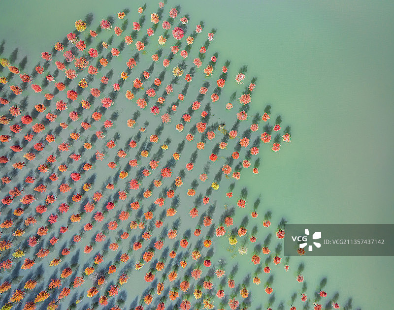 安徽合肥植物园水杉落羽杉红杉图片素材