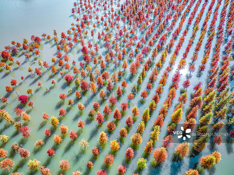 安徽合肥植物园水杉落羽杉红杉图片素材