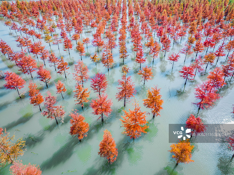 安徽合肥植物园水杉落羽杉红杉图片素材