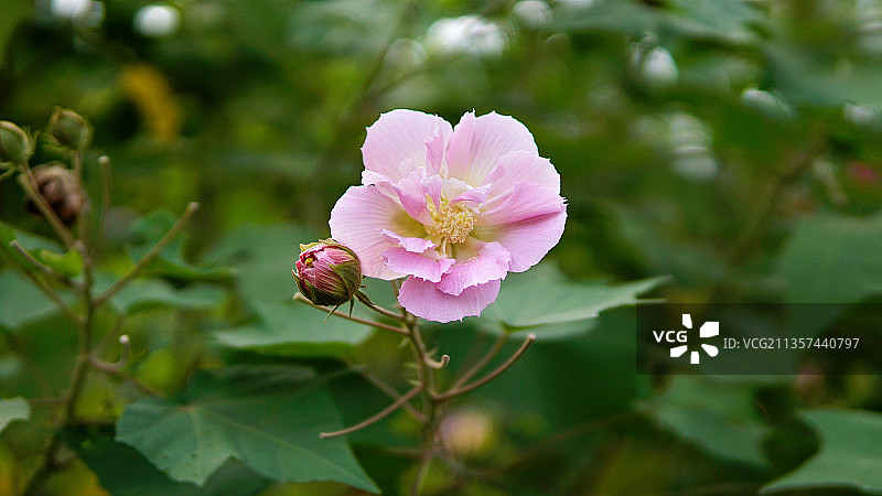 木芙蓉图片素材