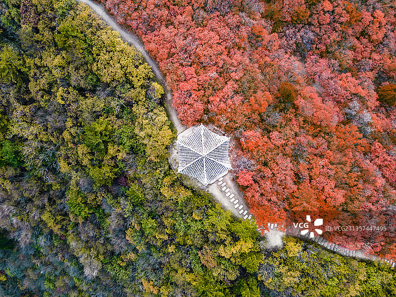 龙山红叶图片素材