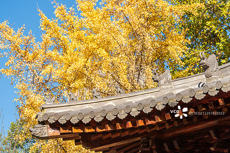 西安大兴善寺建筑秋景图片素材