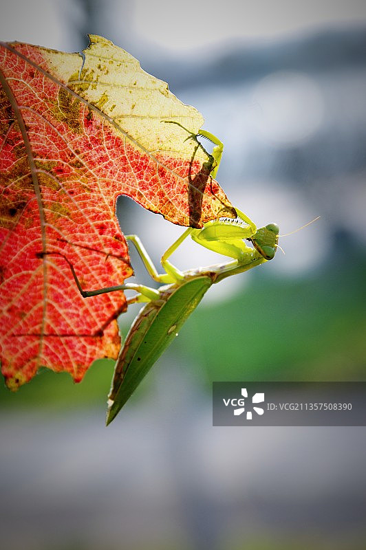 秋后螳螂图片素材