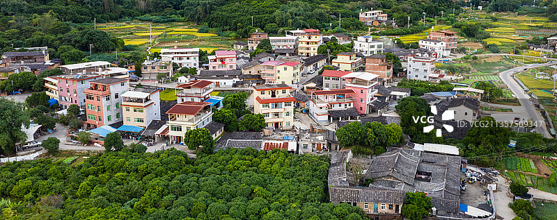 乡村的秋日，崭新的小楼房、老屋，村边围绕着绿色树林、金色田野图片素材
