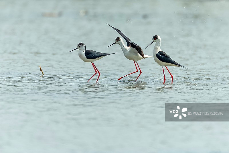 黑翅长脚鹬图片素材