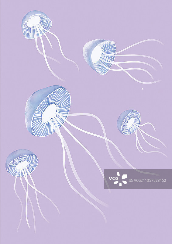 海洋生物 紫色水母素材图片素材
