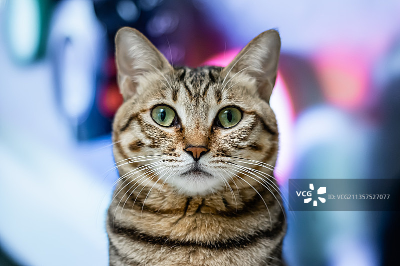 猫猫“证件照”图片素材