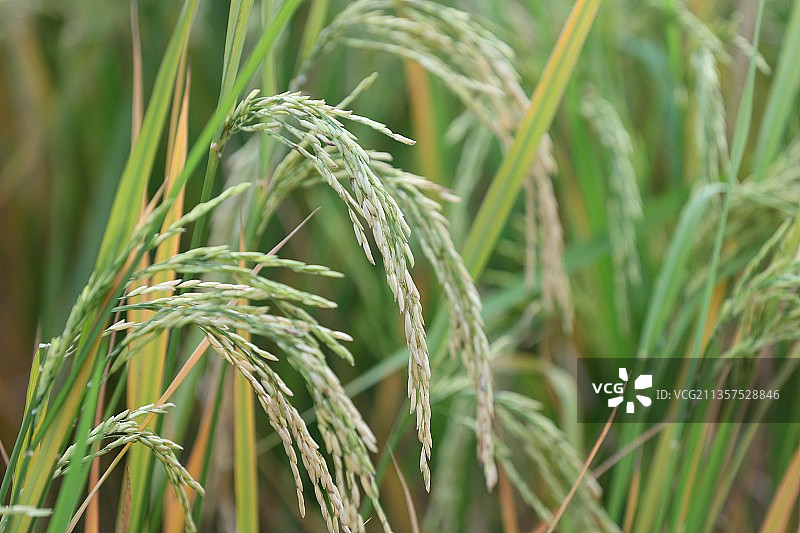 稻田稻花香图片素材